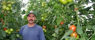 Tufft för tomatodlarna