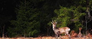 Utflykt till natursköna Kärnskogsmossen