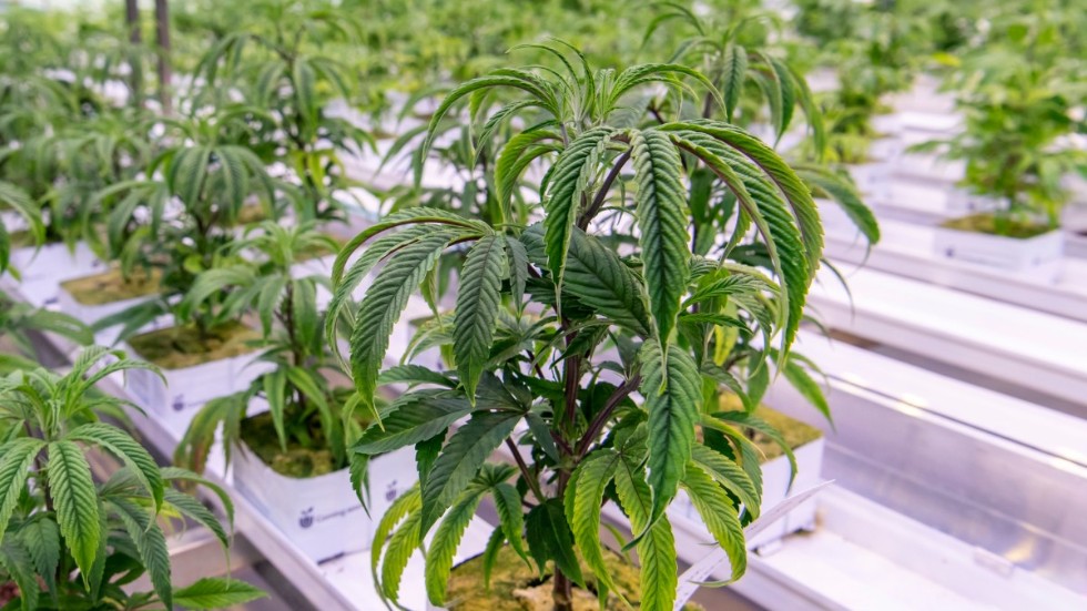 Sverige frias i ett omskrivet cannabismål. Arkivbild.