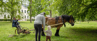 Många nyfikna när Carolinaparken slåttrades på traditionellt vis