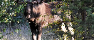 Jägarförbund vädjar till jägarna: ”Dags att ta ansvar”