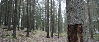 Barkborrarnas skelettskog en säkerhetsrisk