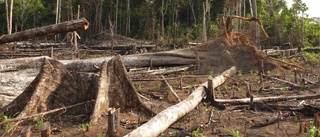 Populär klimatåtgärd håller inte vad den lovar