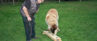 I nya sporten får hunden nosa