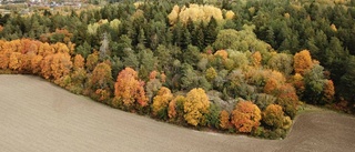 Så mycket skog täcker din kommun