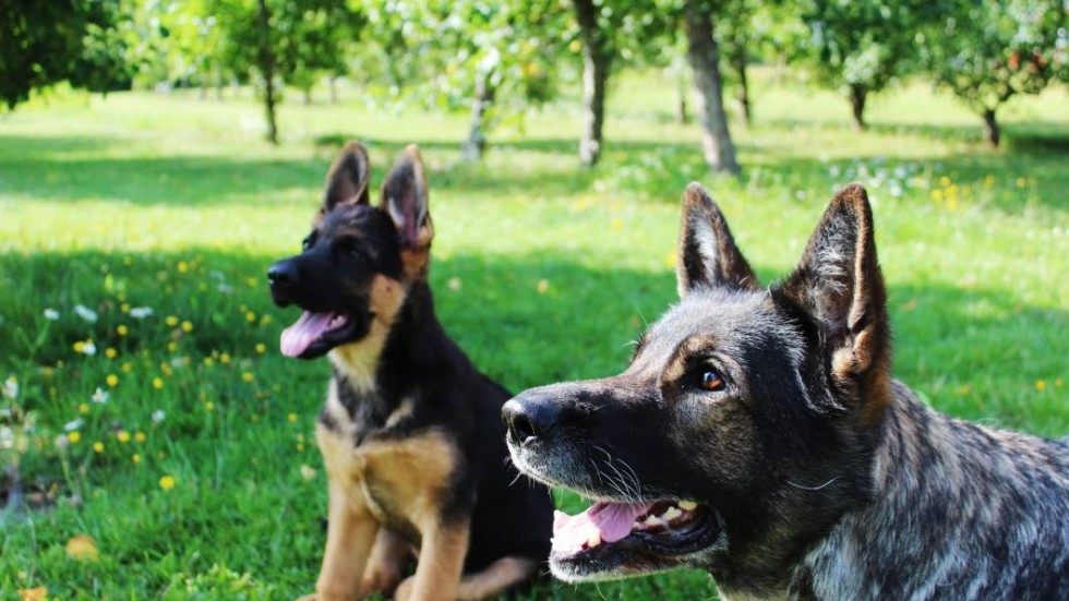 Brukshundar, som exempelvis schäfern, behöver uppgifter och både fysisk och mental stimulans. Annars kan man få en hund som tar saken i egna "tassar" och hittar på egna uppgifter. 

På bilden Luna och i bakgrunden Majken.