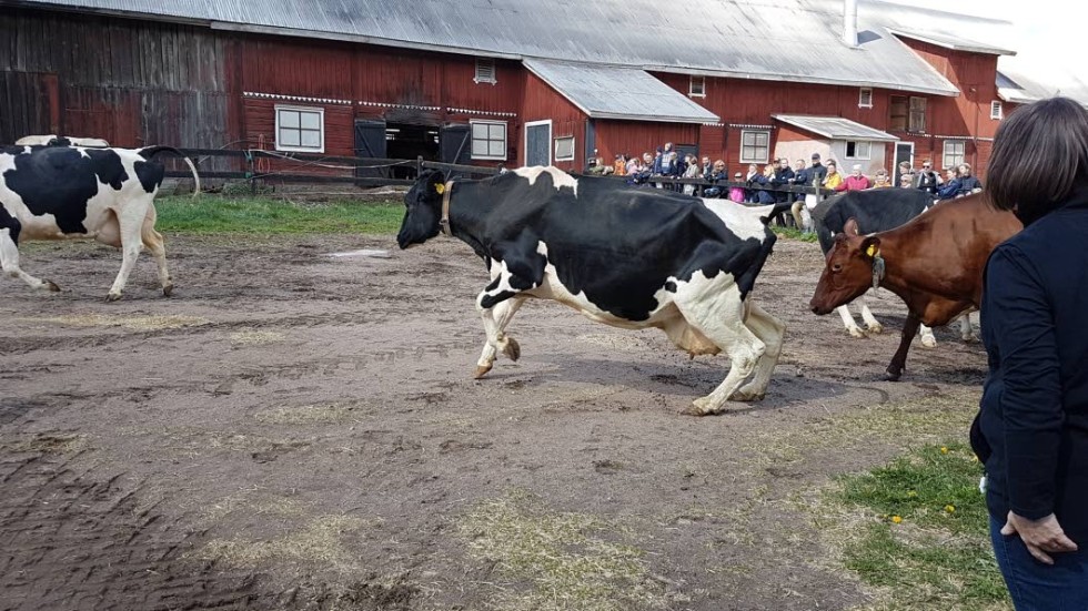 En del skutt och hopp blir det i vårsolen.