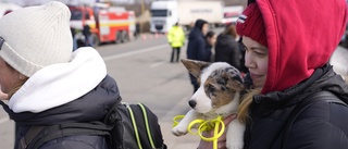 Oro för rabies när husdjuren flyr Ukraina