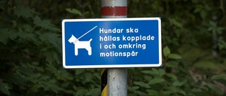 Lös hund bet annan hund i nacken