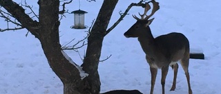 Skulle mata fåglarna – tomten invaderades