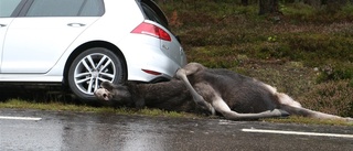 Två bilar krockade med samma älg