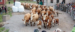 Kosläpp lockade till storpublik