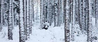 Ett år efter den stora skogsaffären