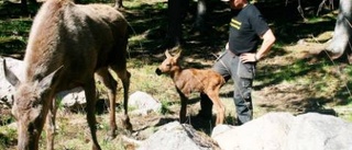 Nu börjar kalvboomen i älgparken