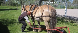 Gräsklippning på ett annorlunda sätt