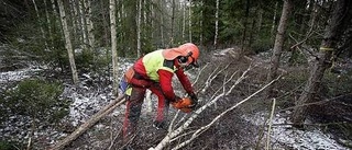 Länets skogsägare tror på framtiden