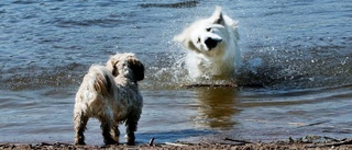 Här ska det nya hundbadet öppna