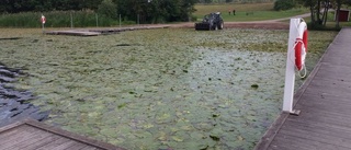 Näckrosor täckte Hammarskogsbadet