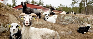 I lamningstider blir fårflocken dubbelt så stor