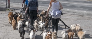 Marie blev erbjuden "slavlön" på hunddagis i Eskilstuna: "Som att jobba gratis"