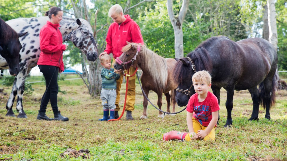 "Jag hade en vision av att bilda familj och leva så här", säger Anders. Hans fru Beatrice hade samma vision sedan första gången hon såg honom. Här är de med sönerna William och Caspian och några av deras hästar.