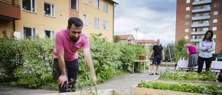 De odlar grannsämjan i pallkragar – allt fler hyresgäster vill påta: "Kanske har det med pandemin att göra"