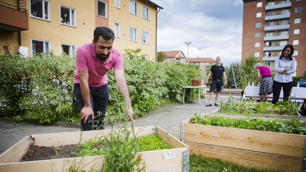 "Det är barnen som har planterat", säger Adel Ballan som har en 5-årig dotter och en 3-årig son.
