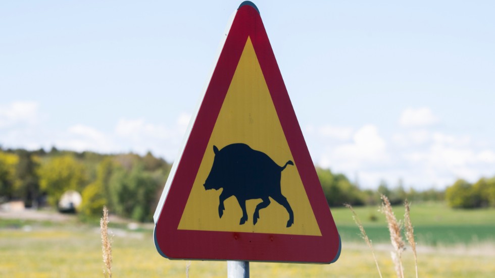 Hundratals jägare kommer att leta vildsvin. Arkivbild.