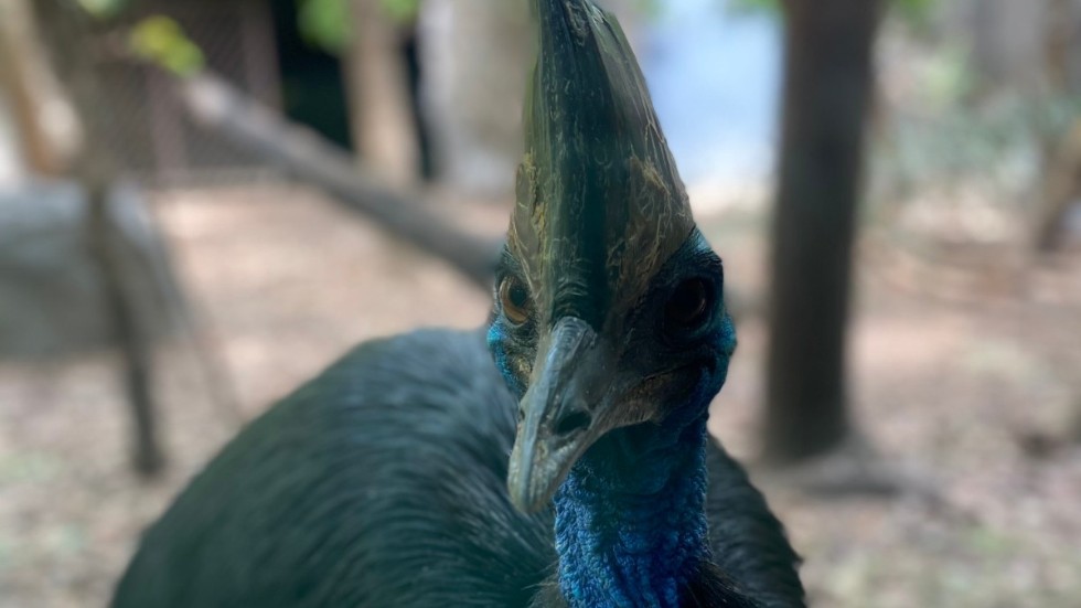 En kasuar på ett zoo i Sydney. Arkivbild.