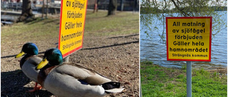 Fåglar som bajsar ska bort från stan: "Vi förädlar strandlinjen"