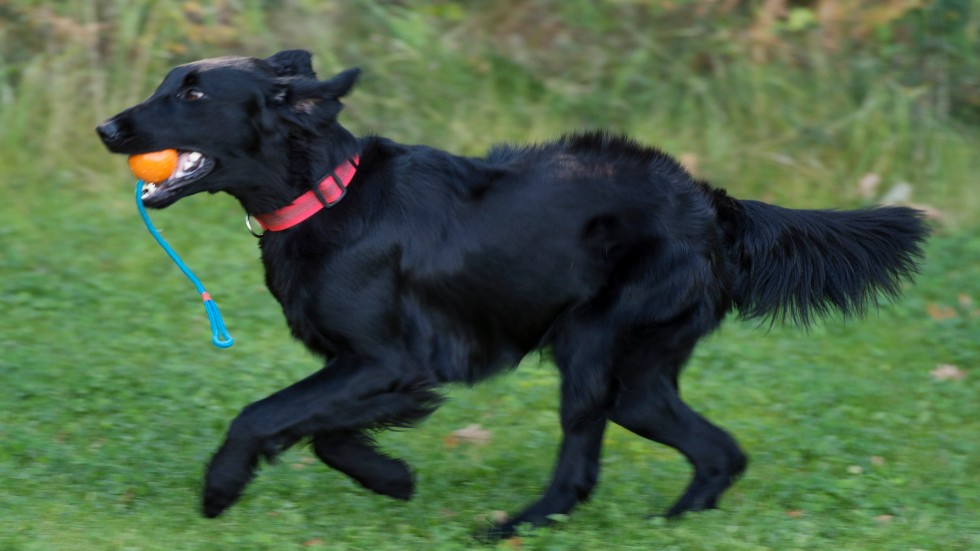 "En hund vill vara fri och inte gå i koppel dag ut och dag in utan att få leka med kompisar eller springa och leka ute", skriver Olivia Sundbäck-Tollsten i sitt förslag.
