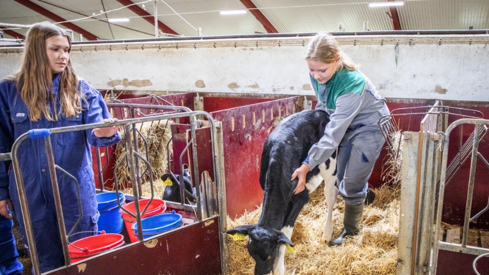 Nelly Harder Weijmar hjälper en 20 dagar gammal kalv ut ur sin box när den ska vägas. Hennes dröm är att arbeta med hästar, men hon trivs bland alla gårdens djur.