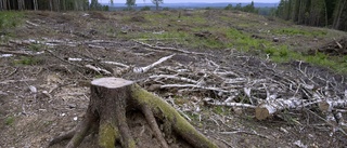 Sluta sprida myter om kalhuggningens klimatnytta