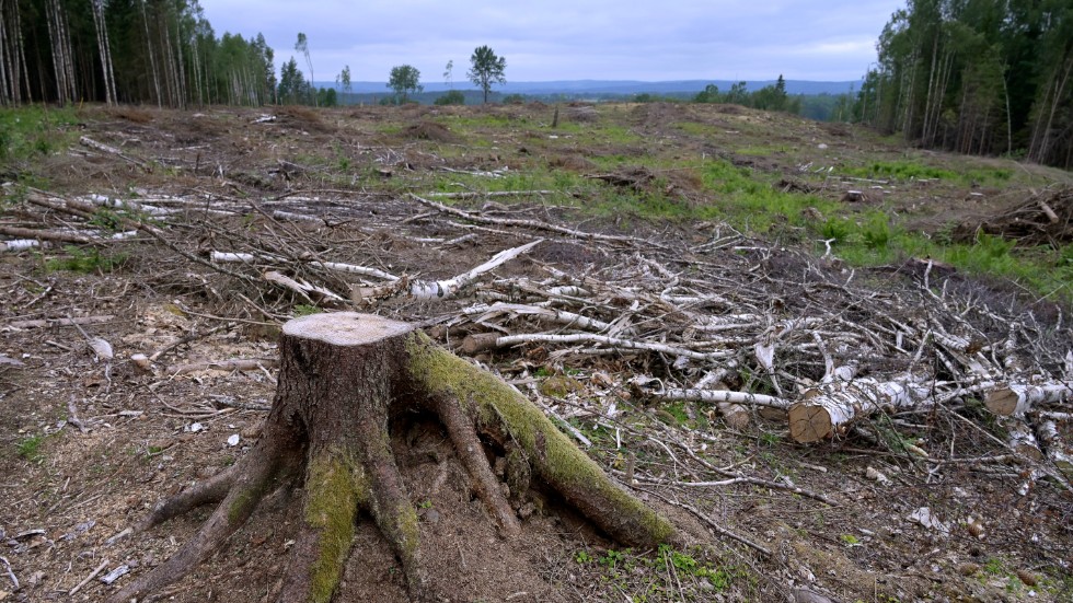 Hyggenas öppna ytor liknar en naturtyp som är på väg att försvinna i dagens Sverige, skriver Göran Edström. Arkivbild.


