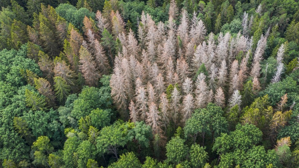 Granbarkborre angripen skog i Östergötland. Naturreservaten i länet är, tillsammans med Mälardalen, hårdast drabbat i landet.