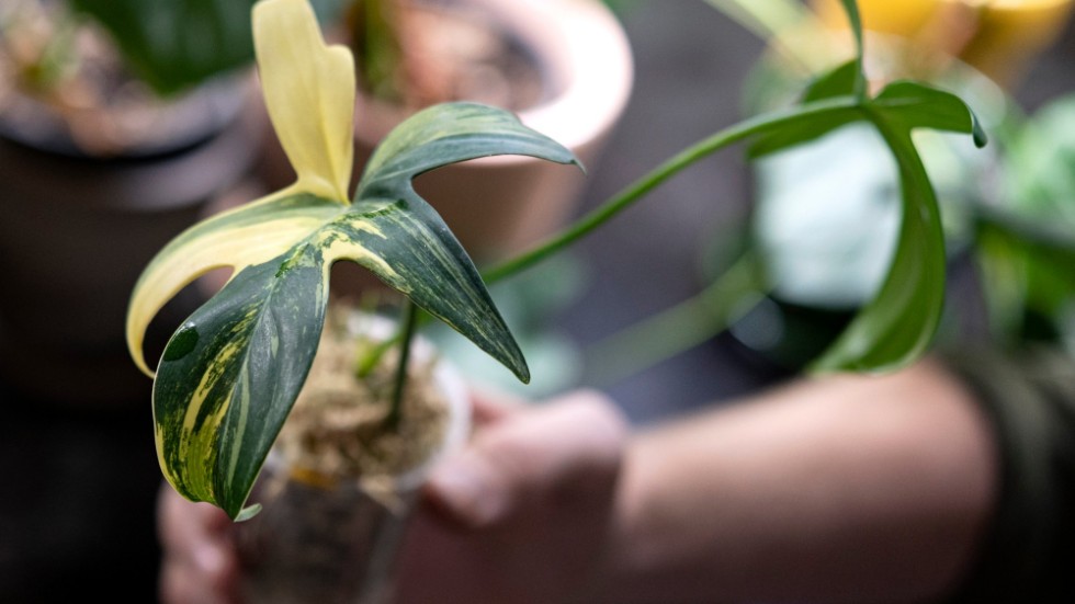 En stickling av typen philodendron pedatum variegata.