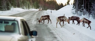 Instängslad E 10 oroar samebyar