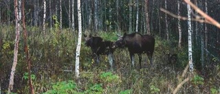 Ny jägarbas vill öka älgstammen