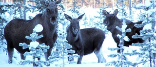 Svåra älgbetesskador i norra Norrbotten