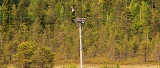 Elektriker hjälpte rovfåglar med nytt bo