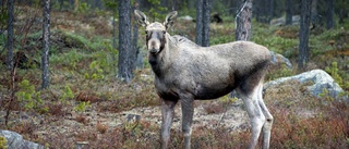 Jaktbrotten minskar i länet