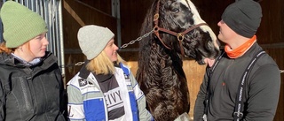 Strålande hemmadebut av amatörtränade kallblodet 