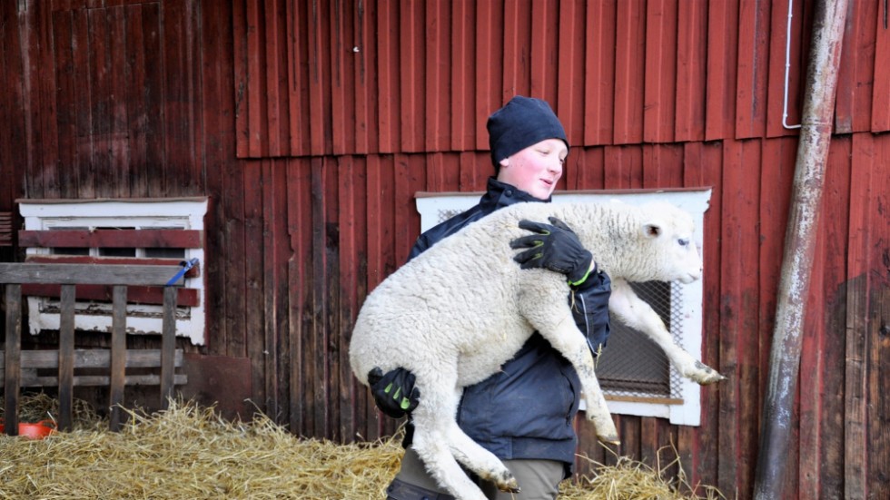 Vidar med lammet "Fredag"