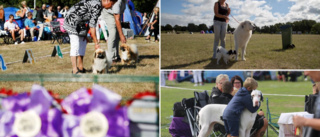 Oro för ekonomin inför Gotland dog show • Färre anmälda än tidigare • ”Vi undrar hur vi ska få ihop det.”