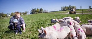 Lugnt men glatt grissläpp på Brene gård