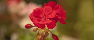 Pelargondagen samlade blomsterälskare