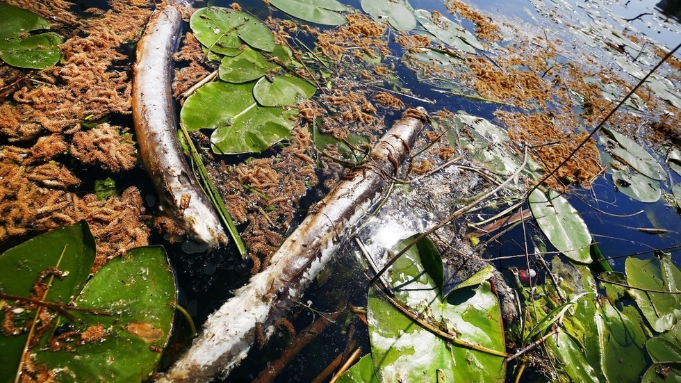 Fiskarna flyter i ytvattnet och fastnar ofta i näckrosor eller skräp.