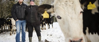 Hemkört har blivit en framgång för mjölkbönderna