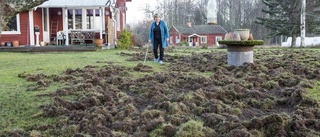 Tomten blev uppgrävd av vildsvin