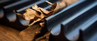 Från tobaksplantor till kungliga cigarrer